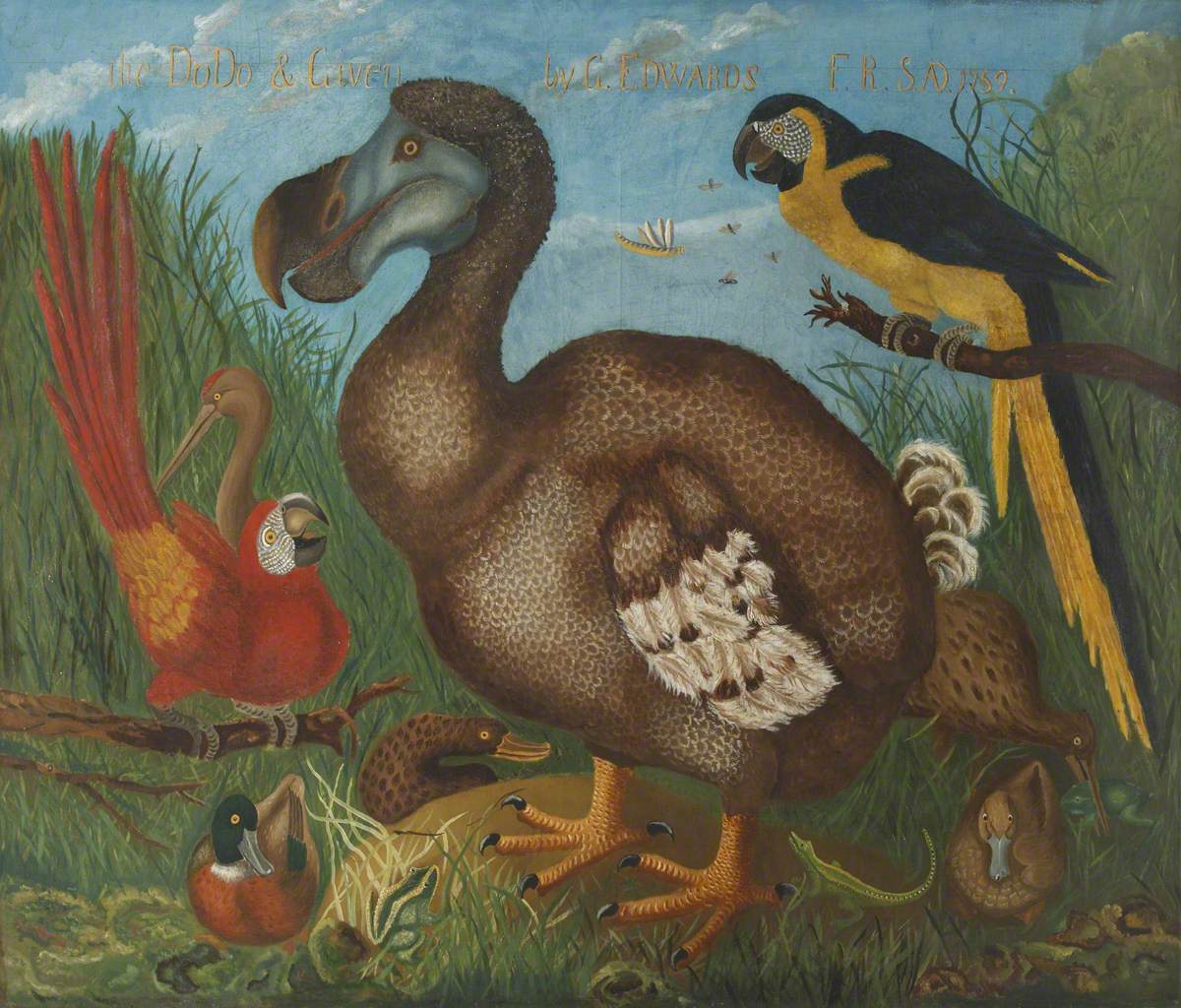 17世紀の博物画に描かれたドードーと他の鳥類