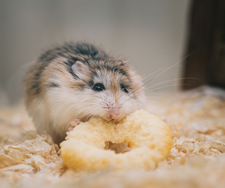 ハムスターの食事