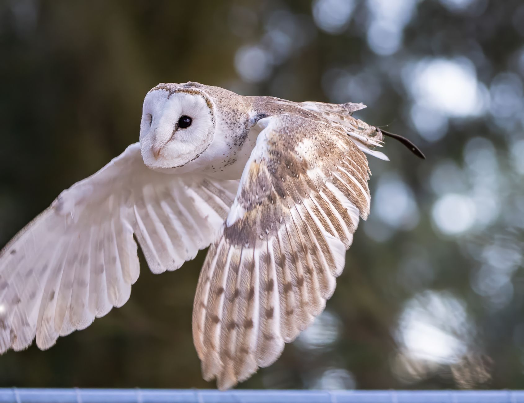 フクロウの顔