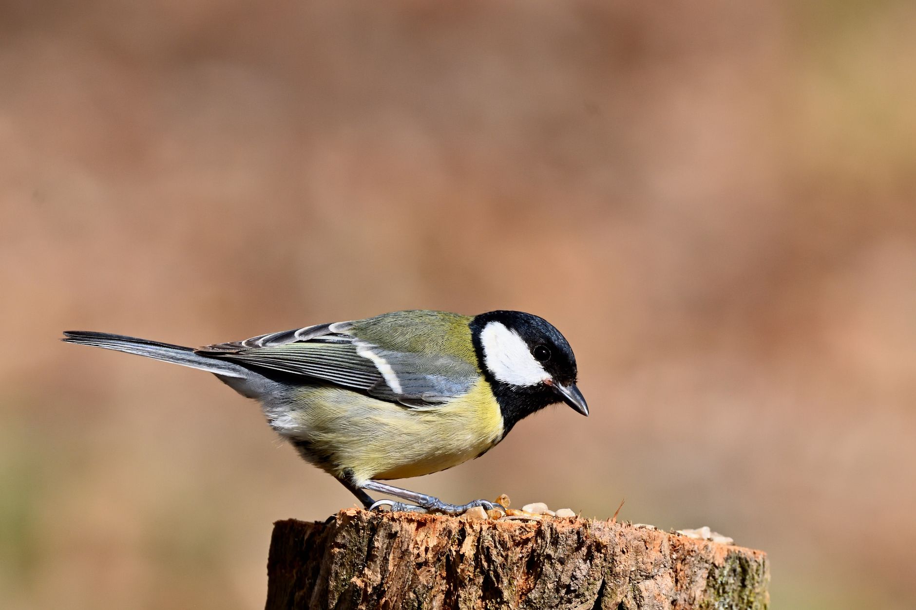 シジュウカラ（Great Tit・Parus minor）の全身。白い頬と黒いネクタイ模様が特徴