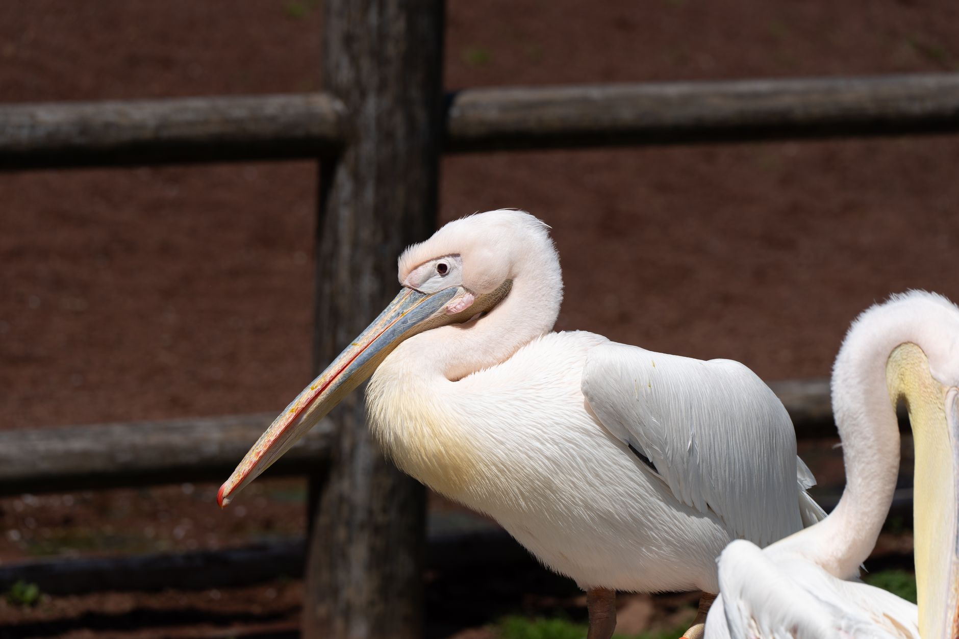 動物園
