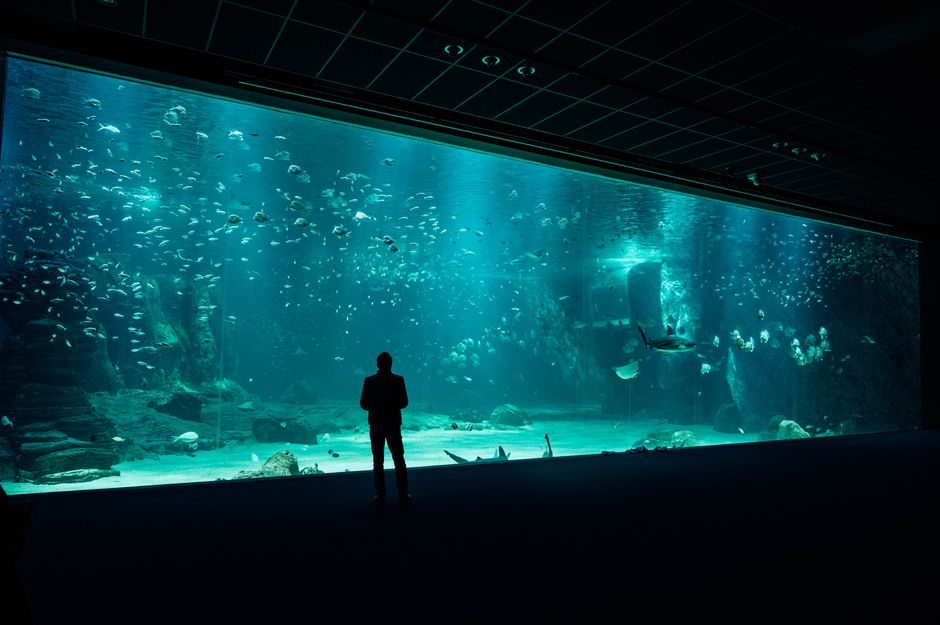 水族館のマンボウ