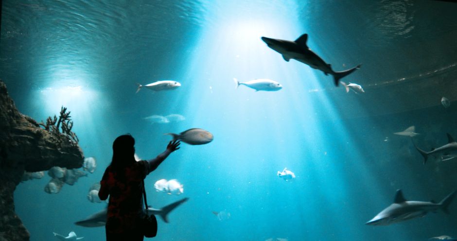 水族館の展示