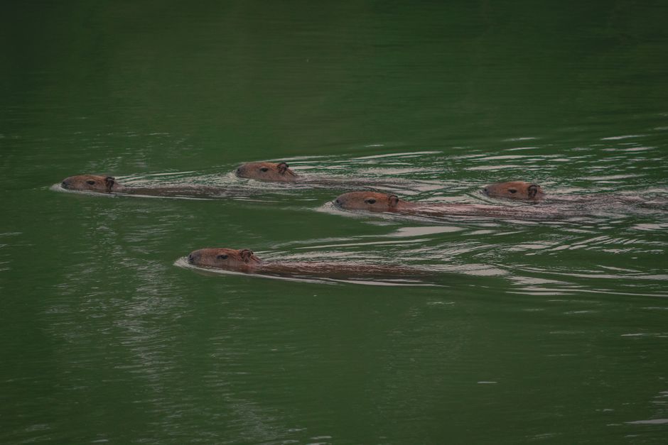 水辺のカピバラ