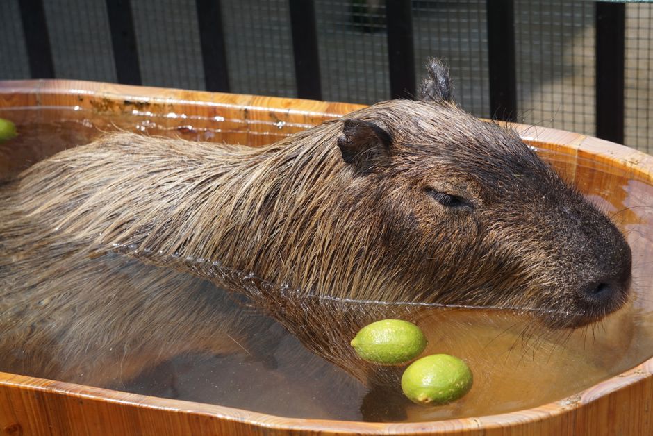 温泉に浸かるカピバラ