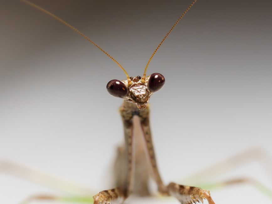 カマキリのクローズアップ
