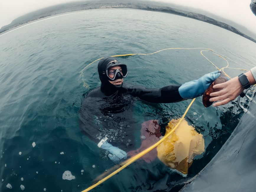 海の生き物・研究のイメージ