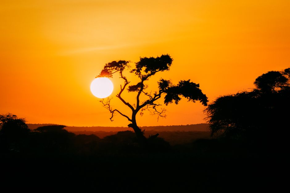 サバンナの夕景
