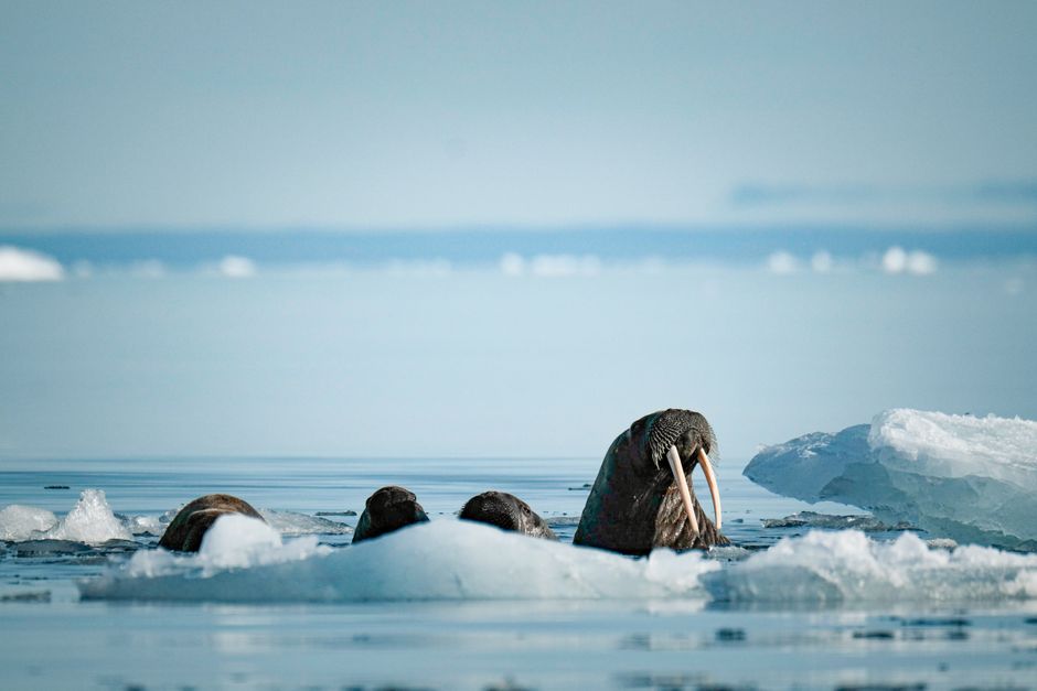 流氷の上で群れるセイウチ
