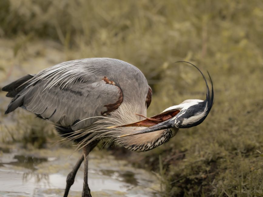 水辺の鳥