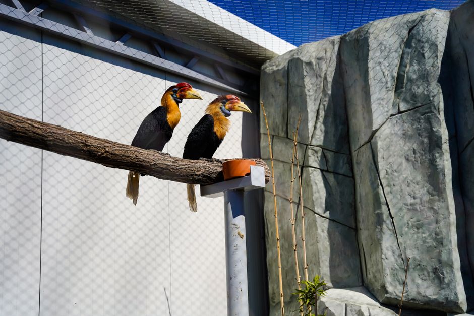 動物園の鳥